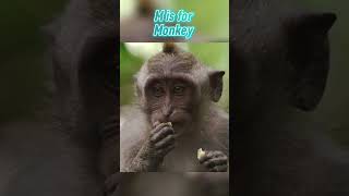 Abc Animal Names Monkey