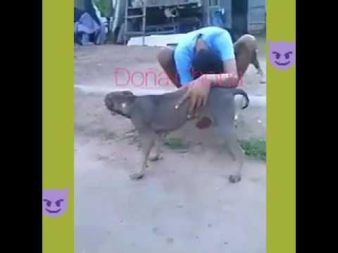 Дрочу Псу Форум