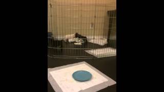 French Bulldog Puppies Playing With Pee Pads