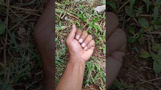 Whats Name Of This Beetle?