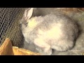 My Pregnant Bunny Rabbit Giving Birth
