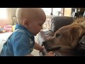 Cute Dogs And Adorable Babies II: Compilation
