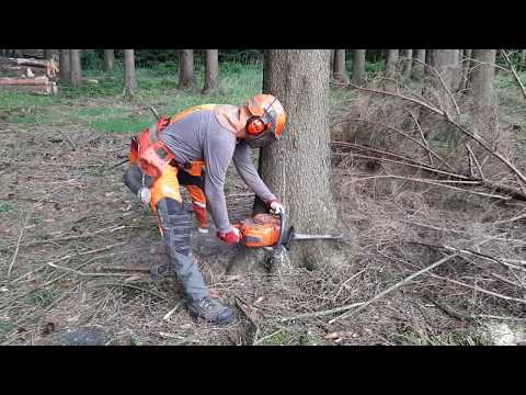 Husqvarna 560XP Chainsaw Tree felling in summer at 35 °C