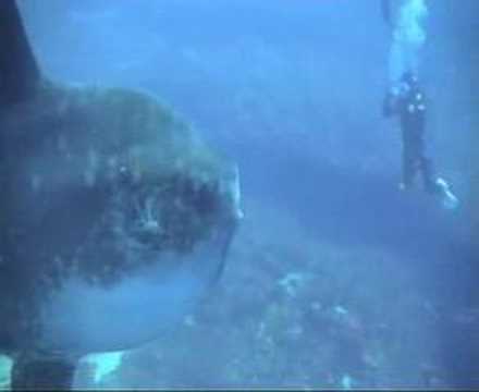Ocean Sunfish Mola Mola. Ocean Sunfish (Mola Mola) Bali