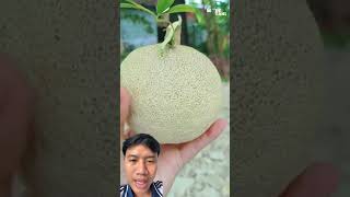 Có Gì Trong Trái Quách,Món Đặc Sản Độc Đáo Đến Từ Trà Vinh
