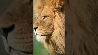 Lion Sad Short Video