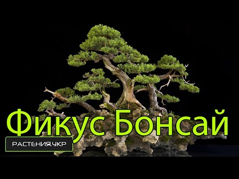 Дерево Бонсай / Фикус Микрокарпа уход и полив в домашних условиях