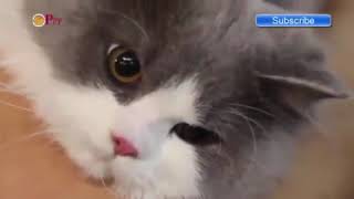 Funny Cats Funny vines Funny Video Funny Animals Videos