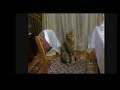funny animals