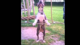 American Staffordshire Terrierazura