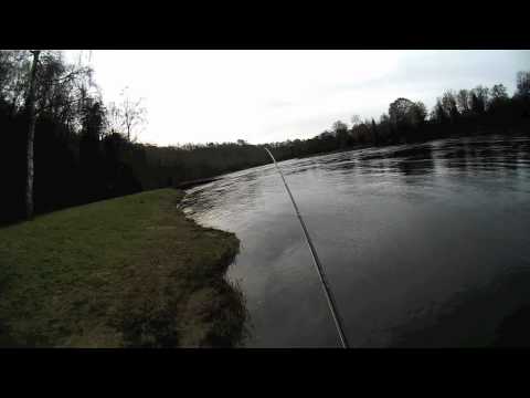 Salmon Fishing Scotland Spring Salmon Fly Fishing on the Tay...