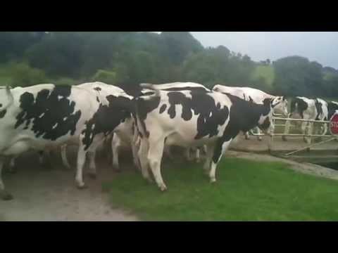 Cows with indian song