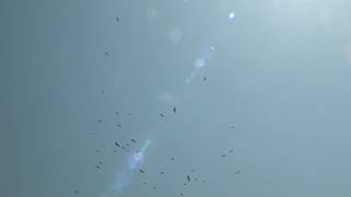 Birds Over Wetland At High Level Conflicting With Pfls By Hs Tph Hs Tvb Hs Tvh Hs Tpr