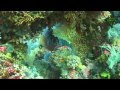 Diving in the Maldives Kudarah Thila