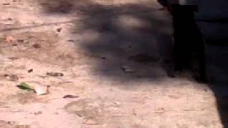 Jagd Terrier