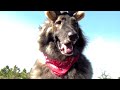 FinetunedCanines