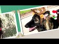FinetunedCanines