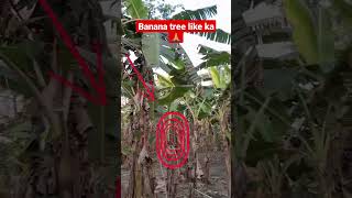 Banana Tree Lika