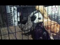 "At The Agricultural Fair" : Ultra Fur