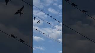 Swallows Are Preparing To Fly / Ласточки Готовятся К Перелету