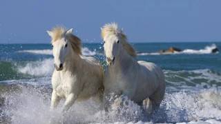 Sophie & Aydin - Fighting For Freedom