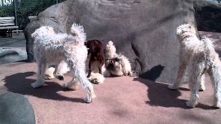 Ruka Berry The Patterdale Terrier Pup With 3 Wheaton Terriers