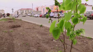 Видео Второй этап озеленения города Шадринска (2020-05-15) от TVSHADRinfo, 2-й Майский переулок, Шадринск, Россия