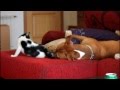 Cibaro vs Mia.wmv