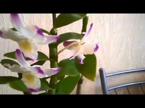 Как посадить орхидею детками Как посадить орхидею детками