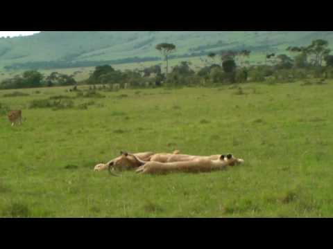 ケニア サファリ（ライオン） Masai Mara