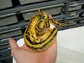 Pastel Piebald 2009!