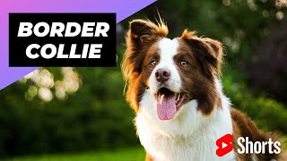Download lagu Border Collie 🐶 The Most Intelligent Dog Breed In The World #shorts #bordercollie #dog