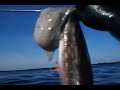 PESCA SUB APNEA POLPO S. MARINELLA IN TANA