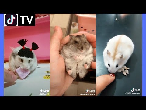 Tik Tok Trung Quốc - Có Ai Muốn 1 em Chuột Hamster Siêu Baby hưm