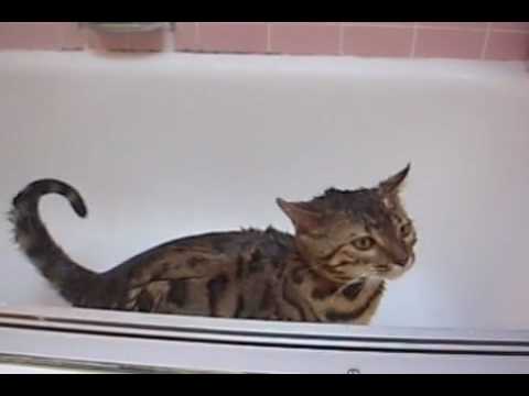 Luke The Cat Takes Shower. Cat In Shower. Luke The Cat Takes Shower.