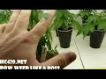 Watering Maryjuana (How To Grow Weed)