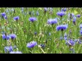 How to sow hardy annuals - Waitrose Garden