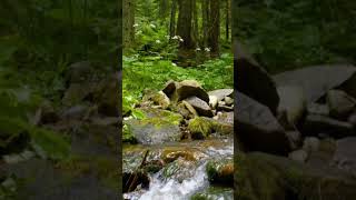 Forest Sounds | Relaxing Woodland Ambience, Bird Song