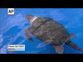 Raw: Turtle Picks Brazil in World Cup Opener