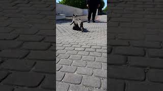 2 Blue Female Staffordshire Bull Terriers Almost 5 Months