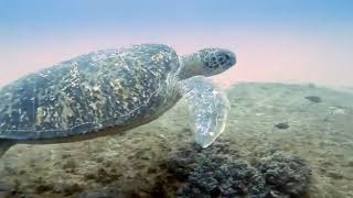 Turtle Sodwna Bay