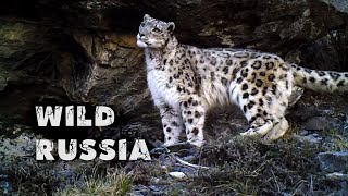 Altay. Kar Leoparı Ülkesi (Film Ivan Usanov) Rusya'nın Doğası. Vahşi Sibirya
