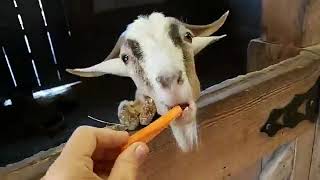 LaPorte Farms LIVE | 1-9-2020