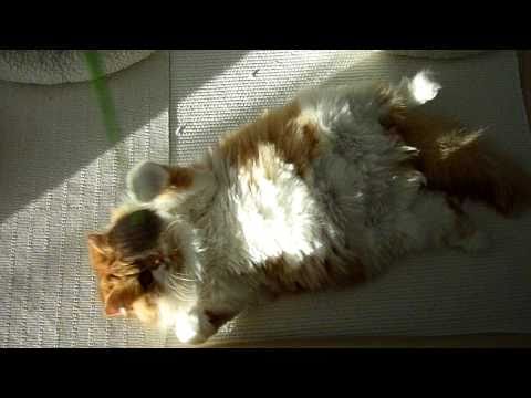 Minella - red/white bicolour traditional Persian cat