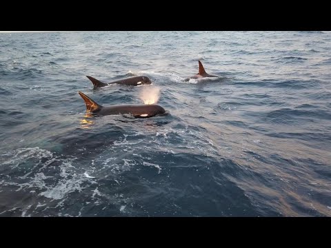 Type D Killer Whales - 1st Encounter