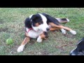 Buddy rolling around Buddy rolling around