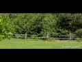 Forests