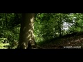 Forests