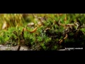 Forests