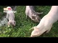 Schweine